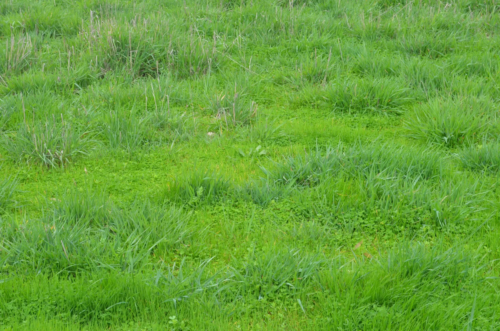 Additional image 6 of Sec 329 Tarcas Road, Frances SA 5262