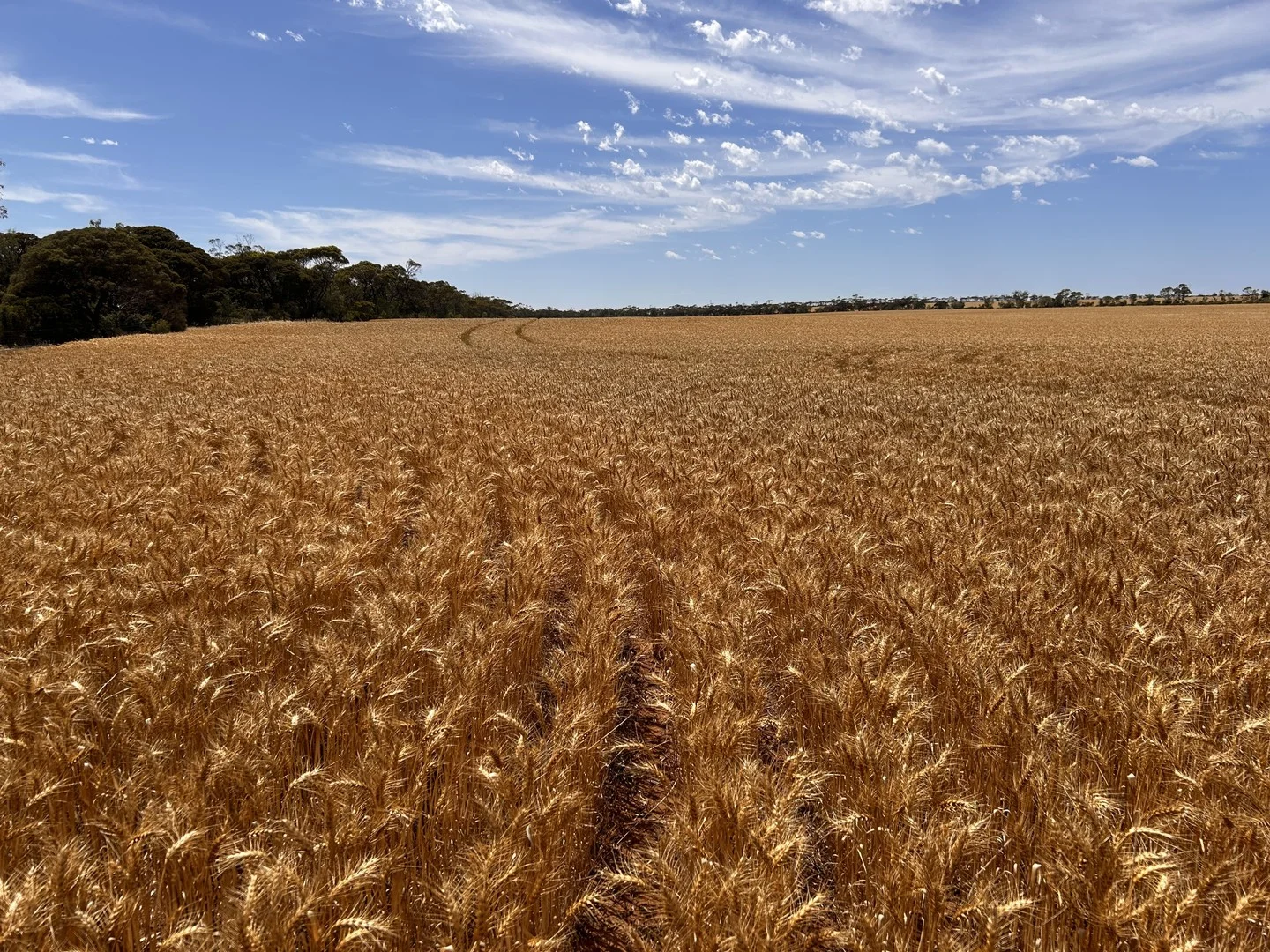 S500 Bussenschutt Road, Cunliffe SA 5554