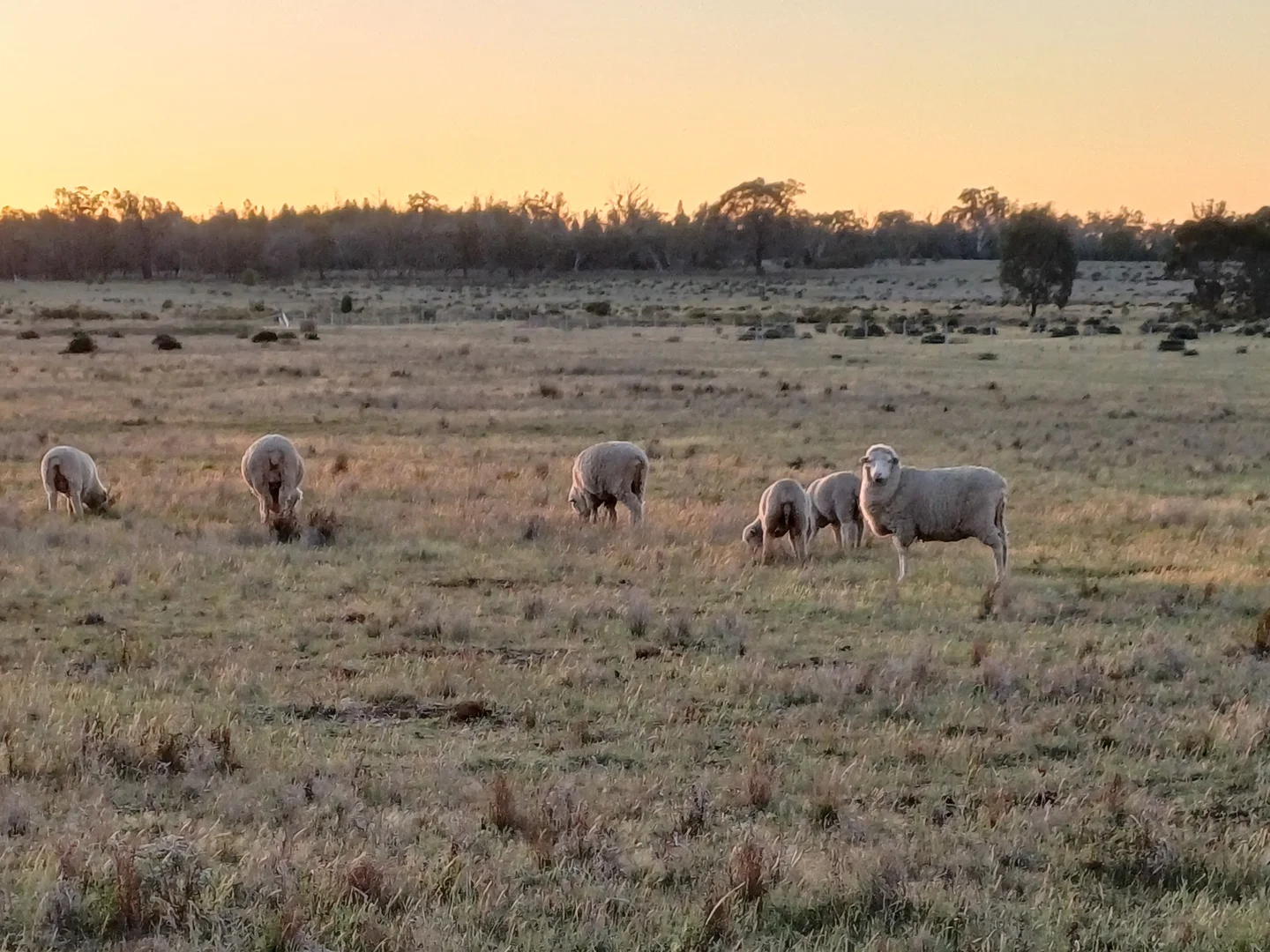Additional image 28 of Lagoon Creek Road, Minore NSW 2830