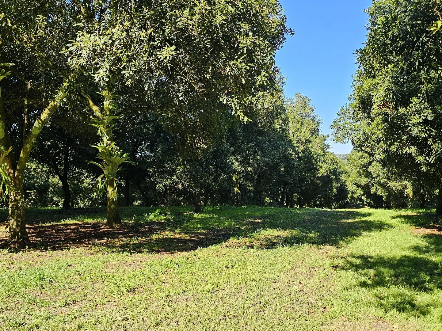 Additional image 14 of 1808 Dunoon Road, Dunoon NSW 2480