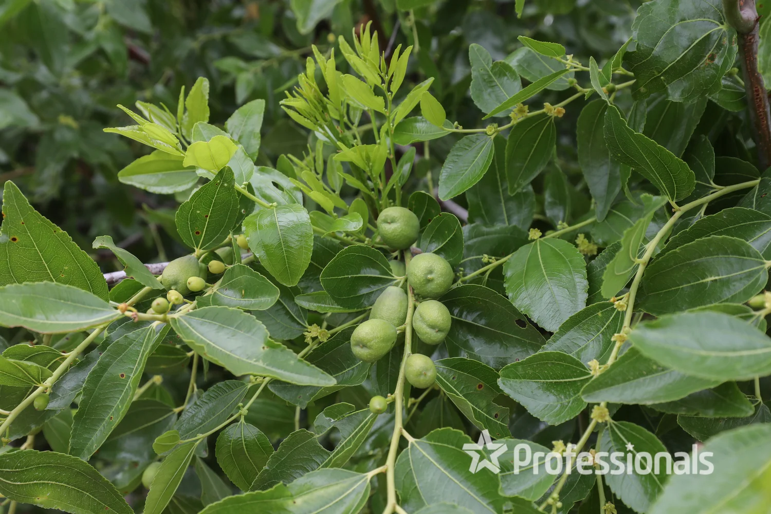 Additional image 4 of 386 Westcliffs Avenue, Cardross VIC 3496