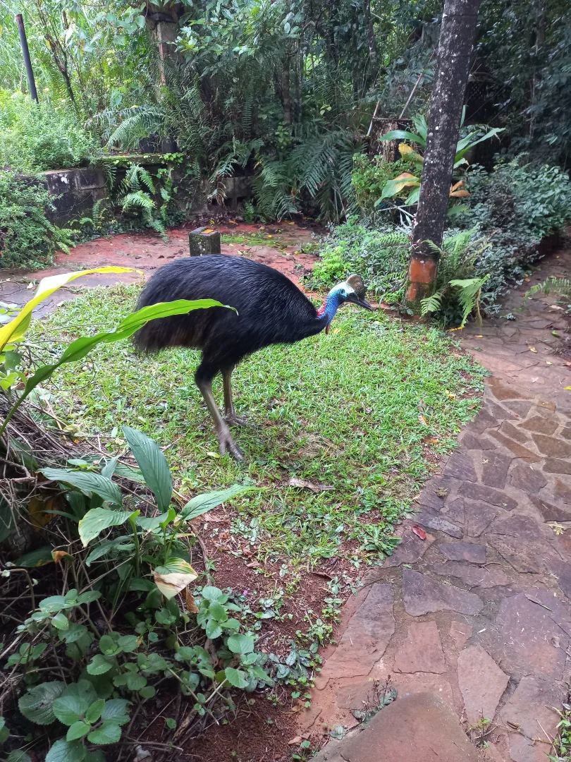 Additional image 12 of 516 Brooks Road, Mungalli QLD 4886