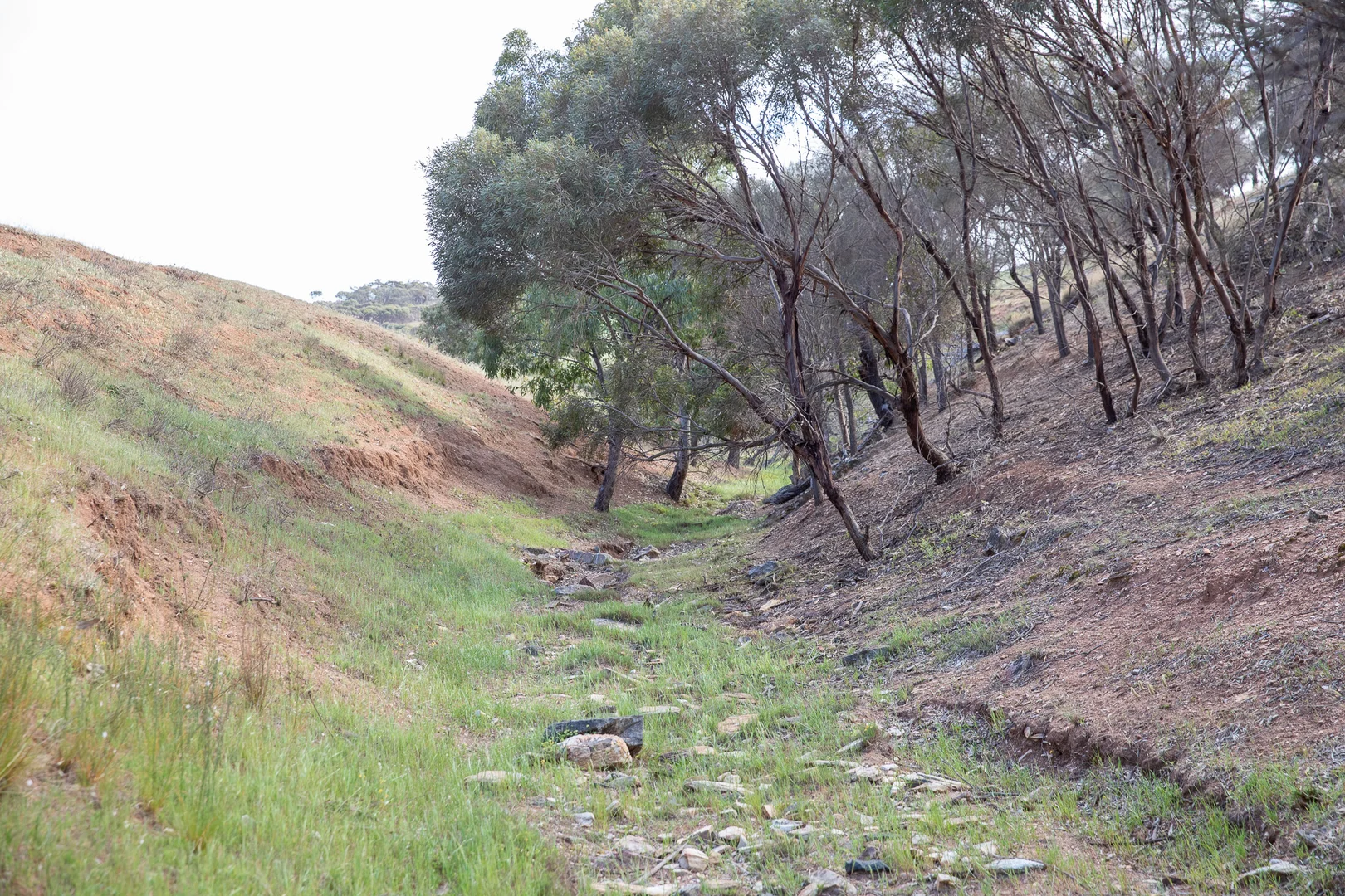 Additional image 9 of Lots 99 & Bawdens Road, Lipson SA 5607