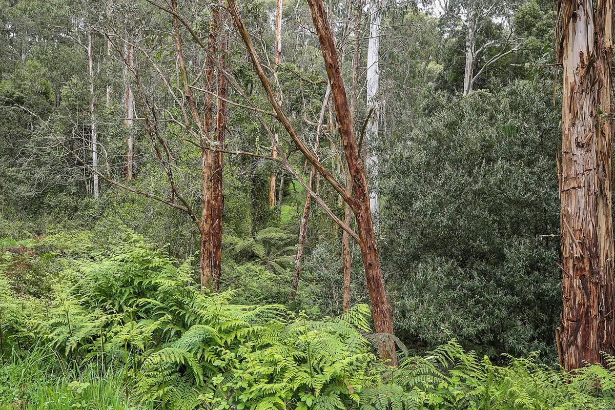 Additional image 25 of 3360 Colac-Lavers Hill Road, Ferguson VIC 3237