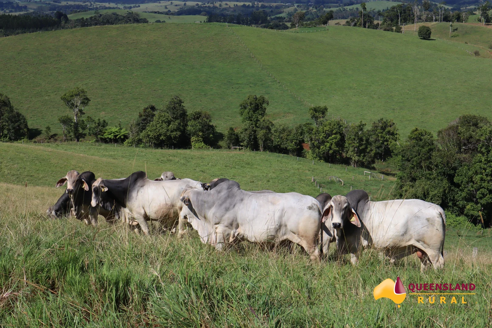 Additional image 12 of Tarzali QLD 4885