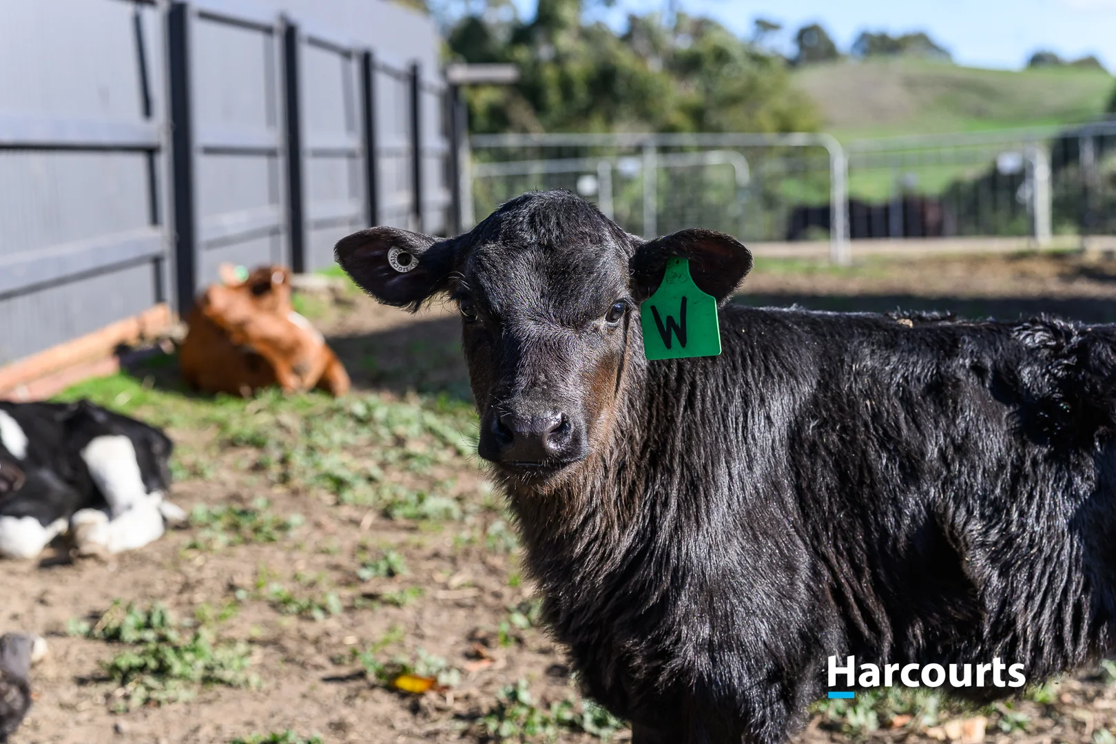 Additional image 43 of 37 Bells Road, Mount Eccles VIC 3953