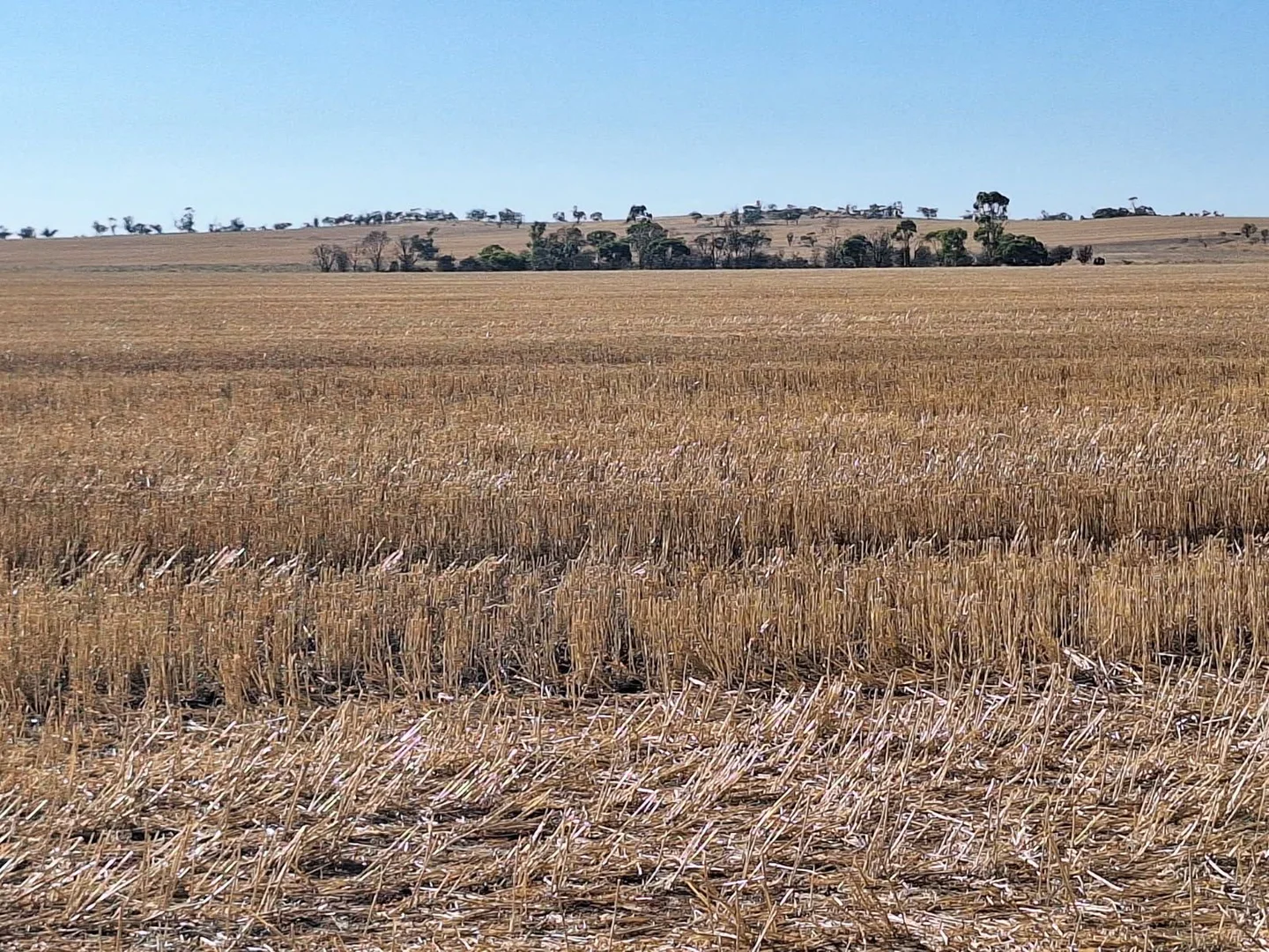 Additional image 6 of Lot 801 Carnamah - Perenjori Road, Carnamah WA 6517