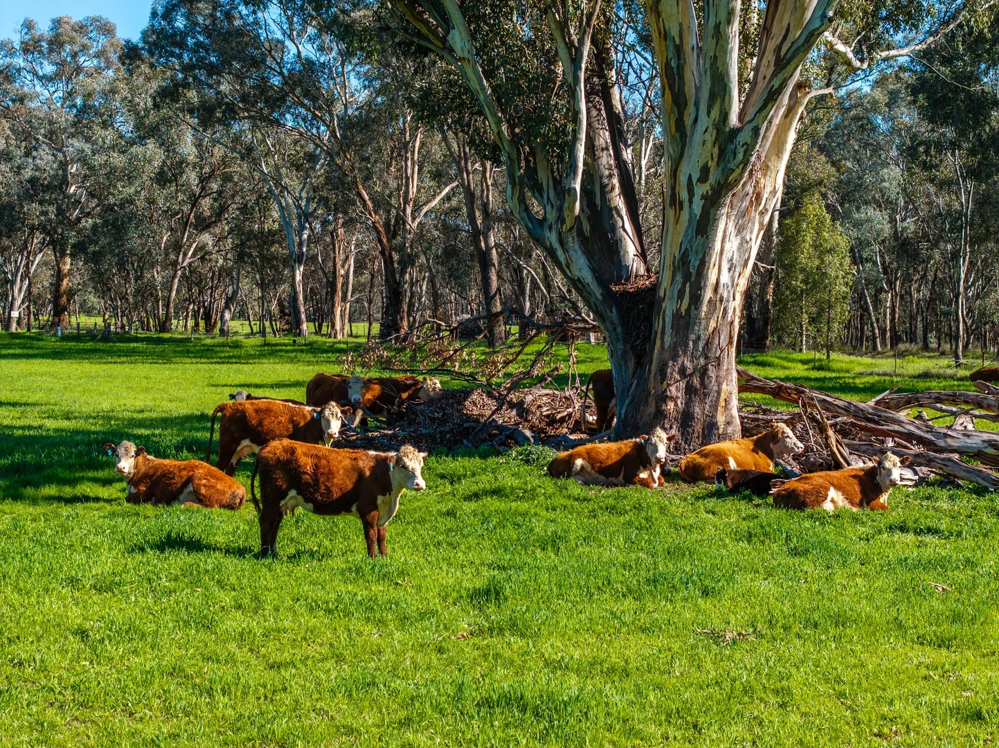 Additional image 28 of 25 Wrigleys Road, Big Springs NSW 2650