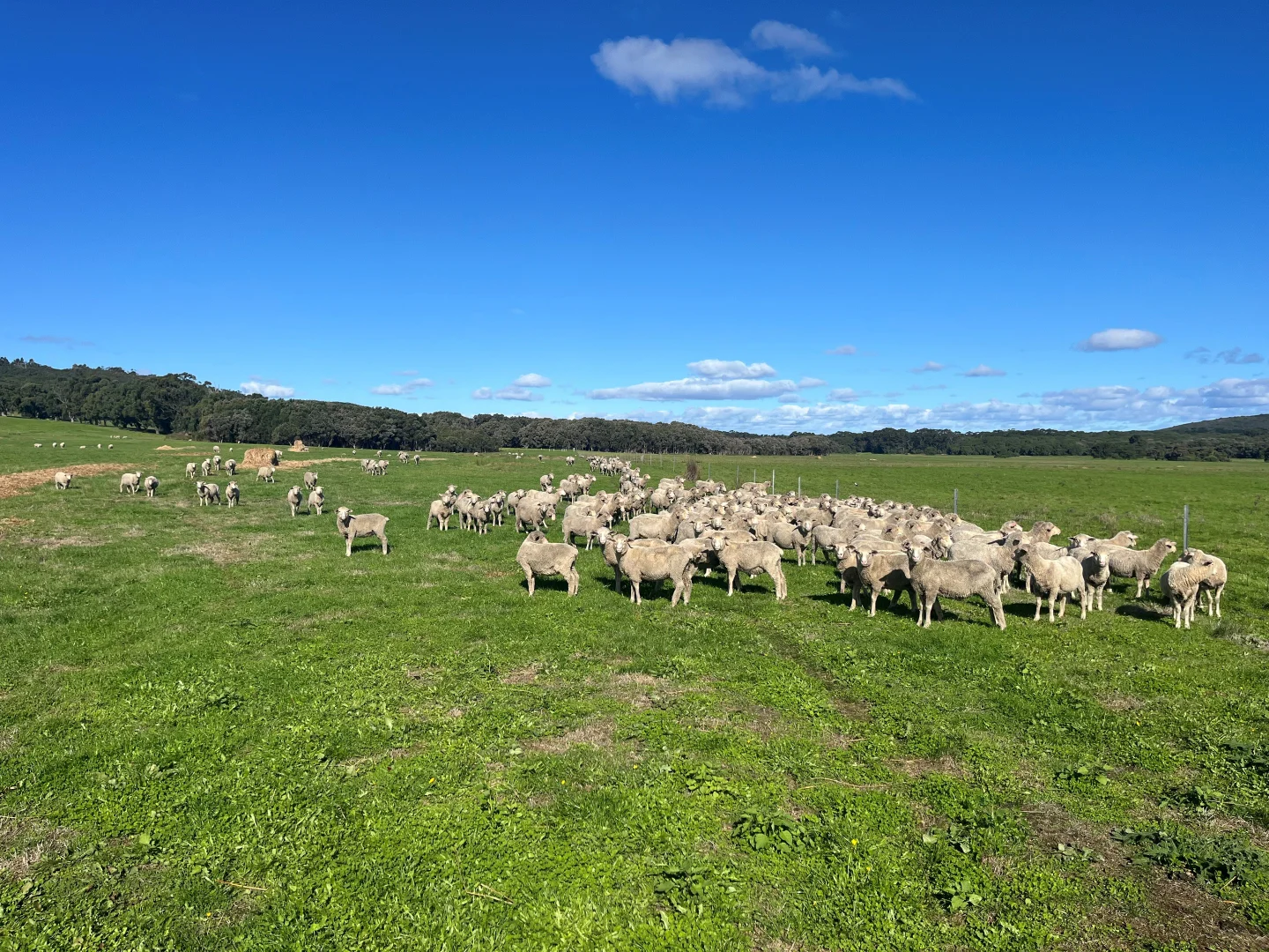 Additional image 16 of 181 Francis Road, Lowlands WA 6330