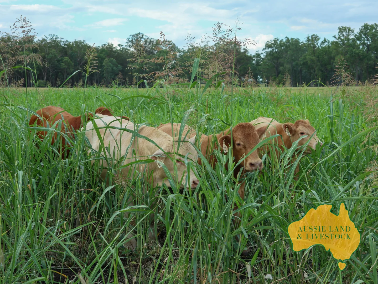 Additional image 71 of 629 Stuart Valley Drive, Haly Creek QLD 4610