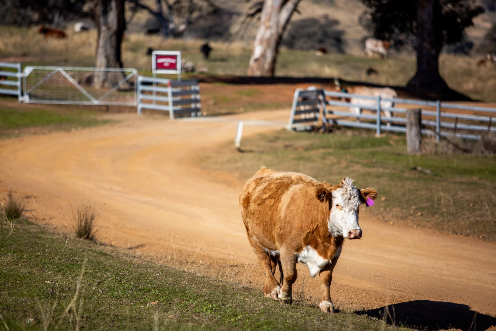 Additional image 12 of 444 Hoares Lane, Muttama NSW 2722