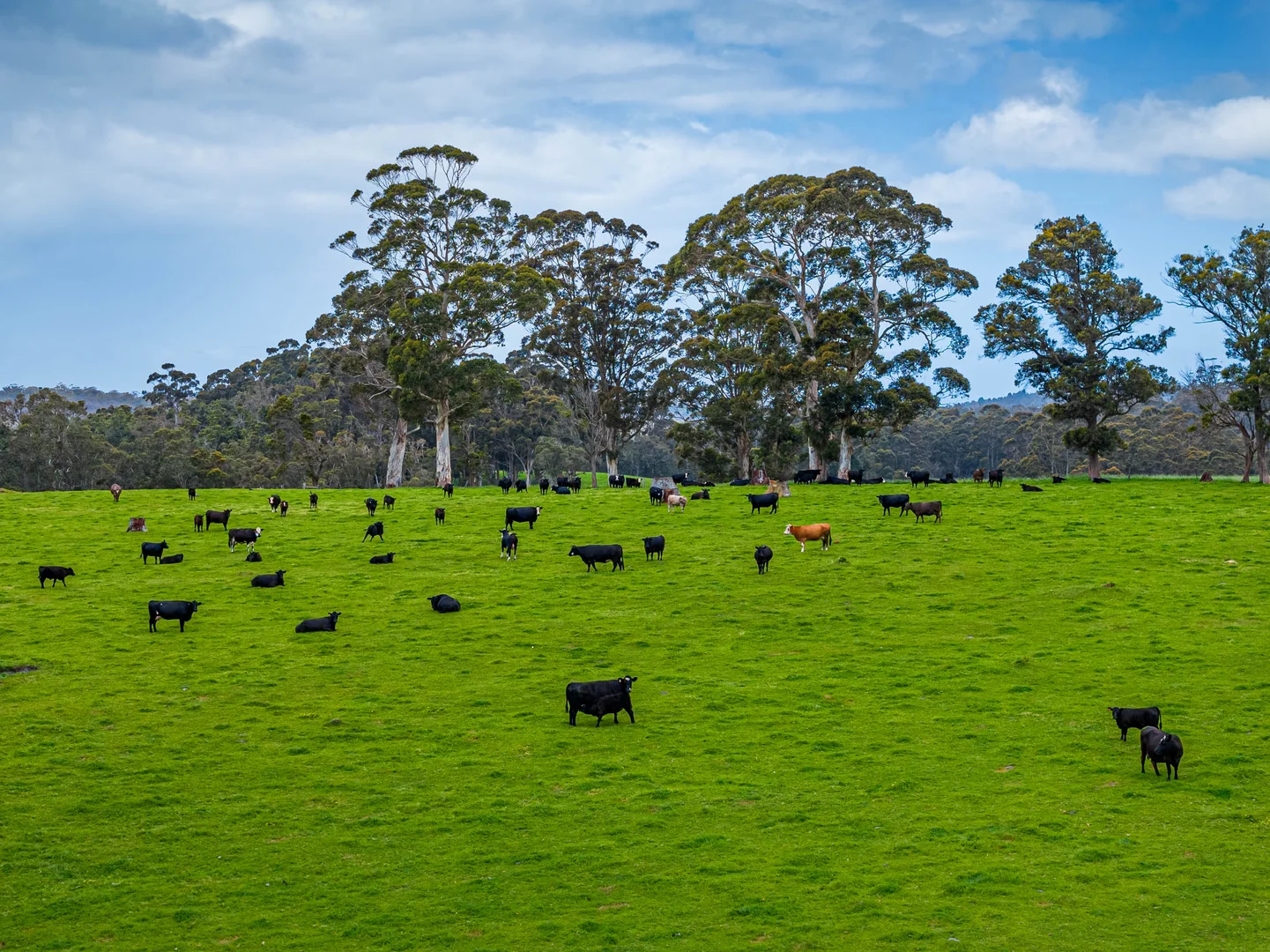 Additional image 18 of 114 Walter Pierce Road, Hazelvale WA 6333