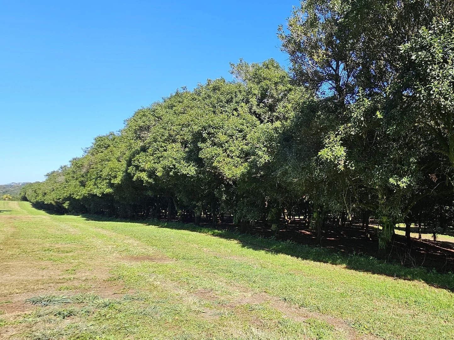 Additional image 7 of 1808 Dunoon Road, Dunoon NSW 2480