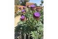 Additional image 41 of 14306 Westdale Dr, Bakersfield, CA, 93314