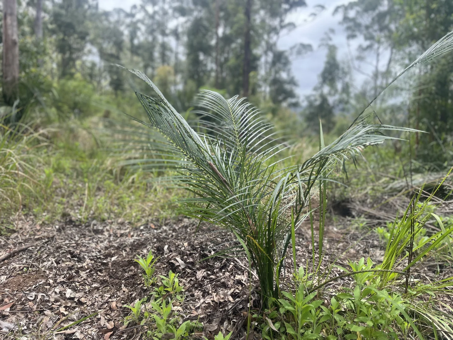 Additional image 21 of 173 Knodingbul Forest Road, Mount George NSW 2424