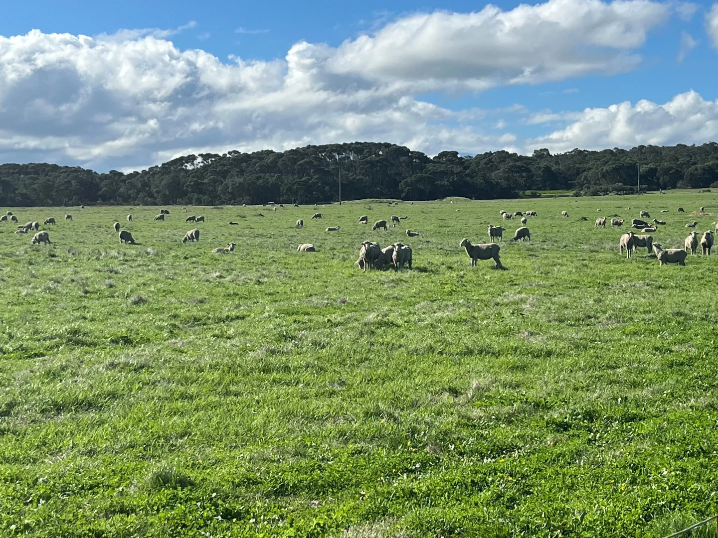 Additional image 3 of 181 Francis Road, Lowlands WA 6330