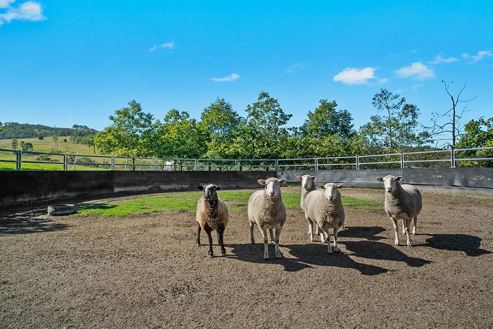 Additional image 24 of 3243 Paterson River Road, Carrabolla NSW 2311