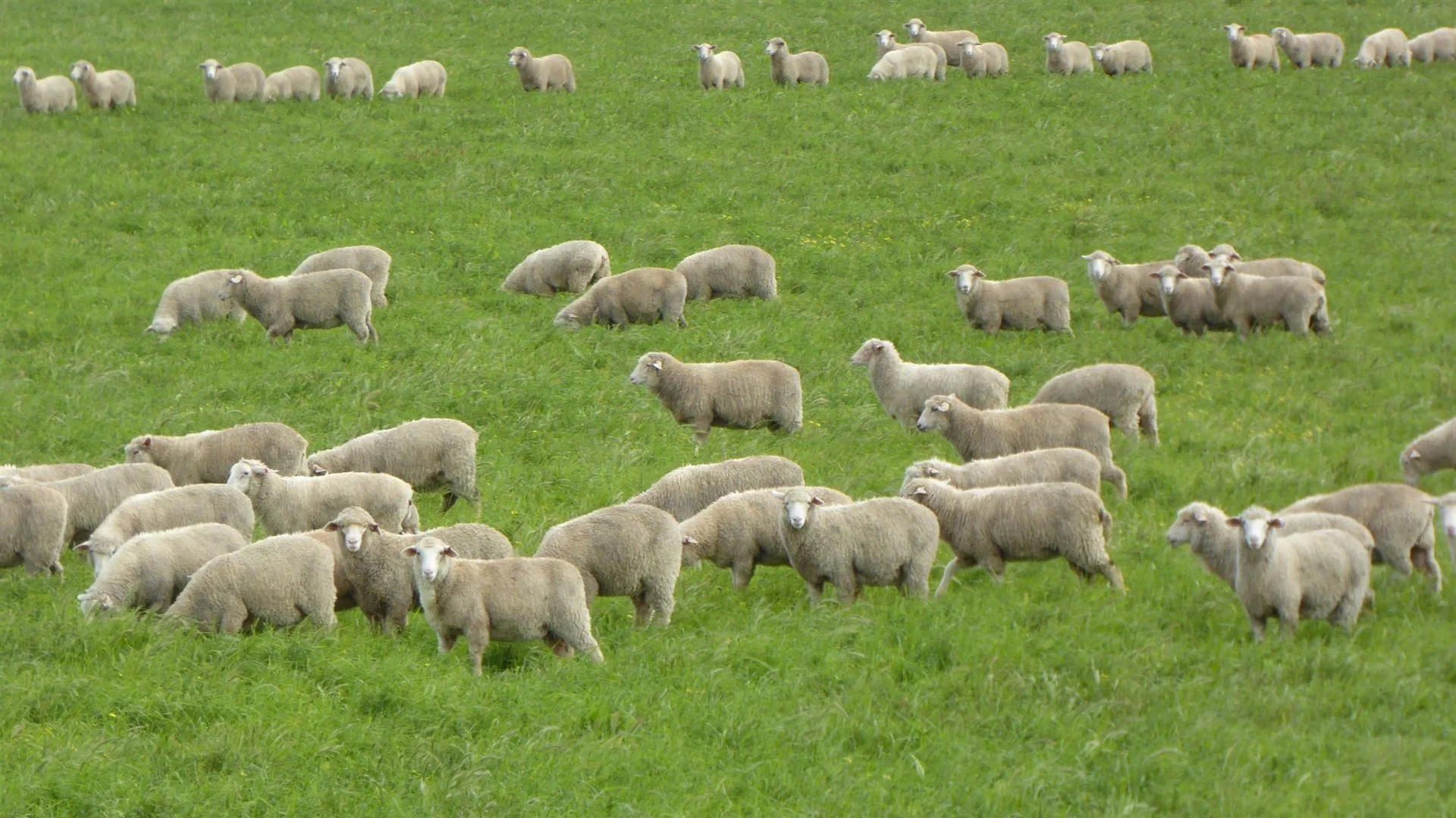 Additional image 8 of 2606 Riddoch Highway, Keith SA 5267