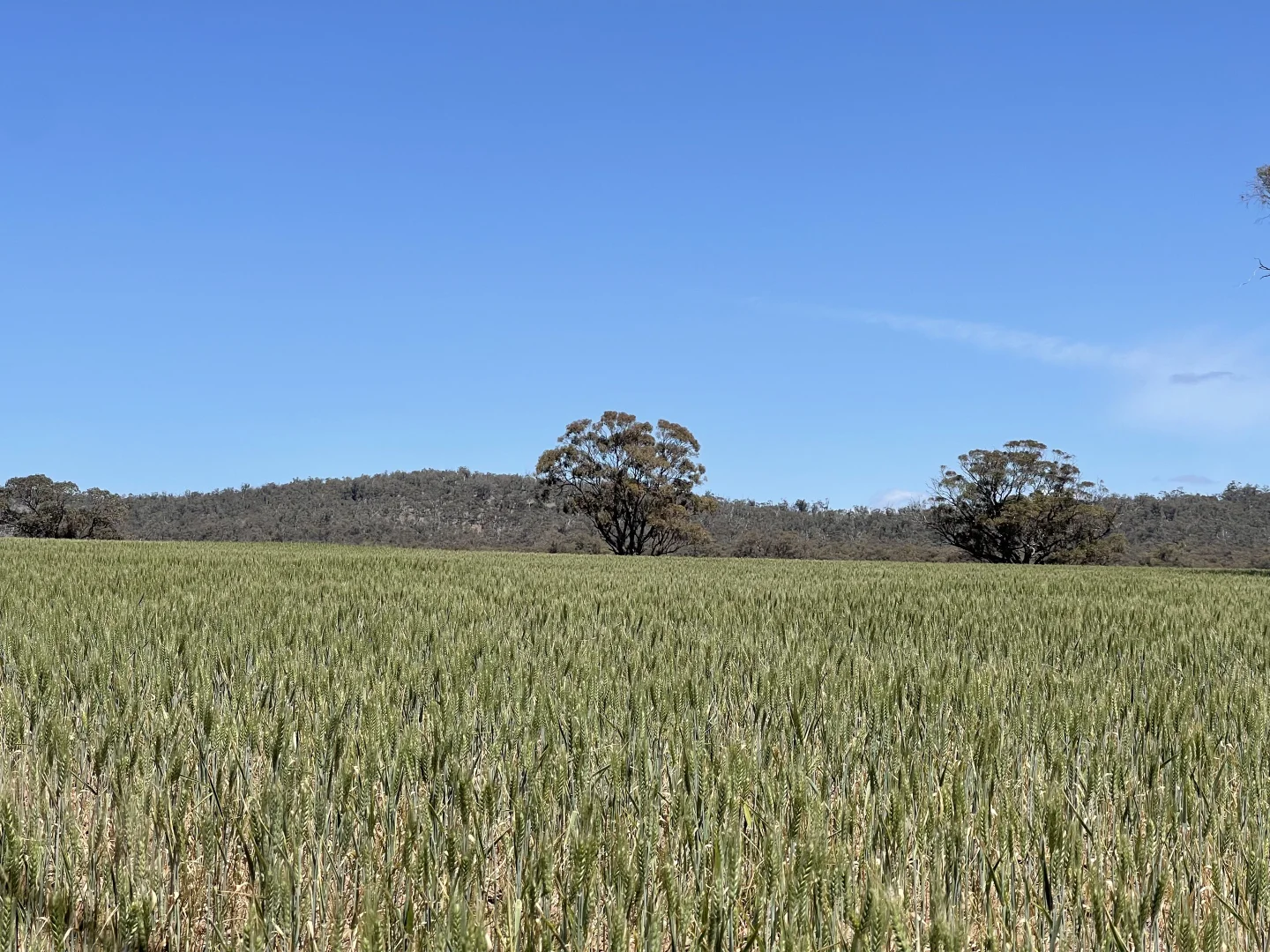 Additional image 19 of 0 Mathison Road, Gre Gre South VIC 3477