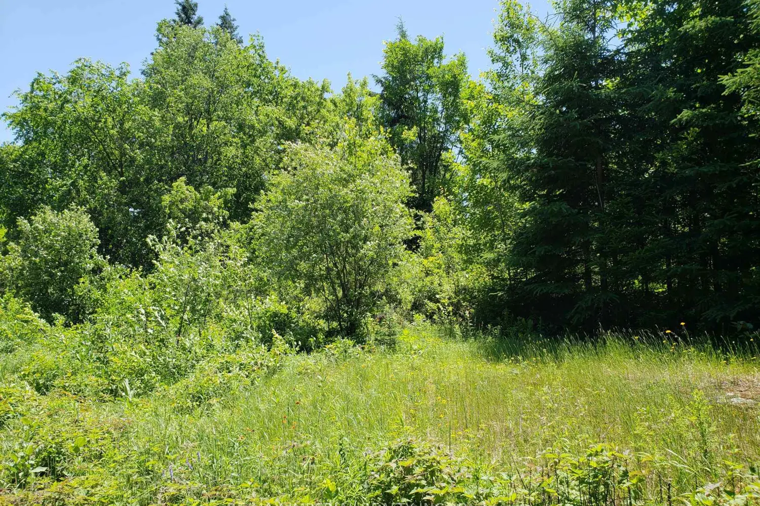 Additional image 5 of 15572 Highway 17