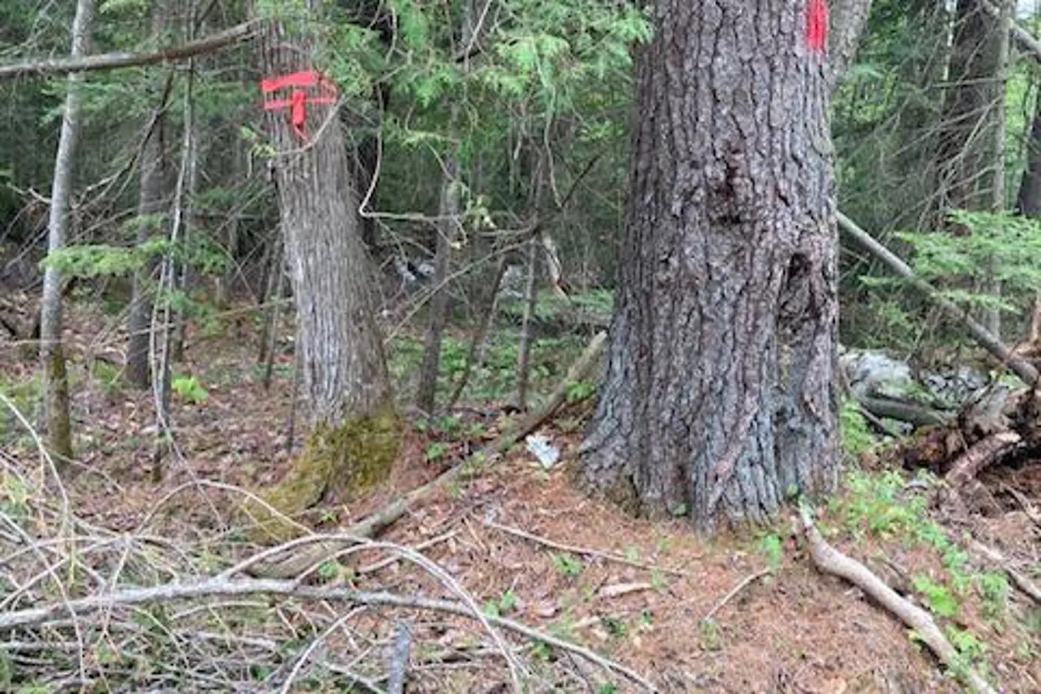 Additional image 4 of Lot 28 Concession 11