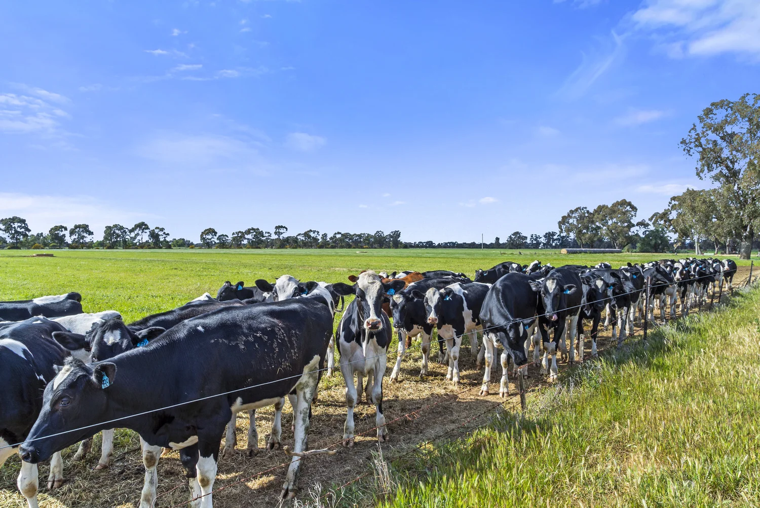 Additional image 29 of 2896 Murray Valley Highway, Yielima VIC 3638