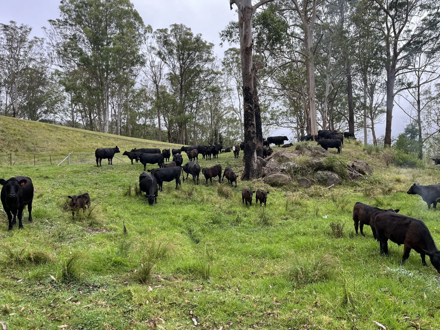 Additional image 33 of 2319 Moss Vale Road, Kangaroo Valley NSW 2577