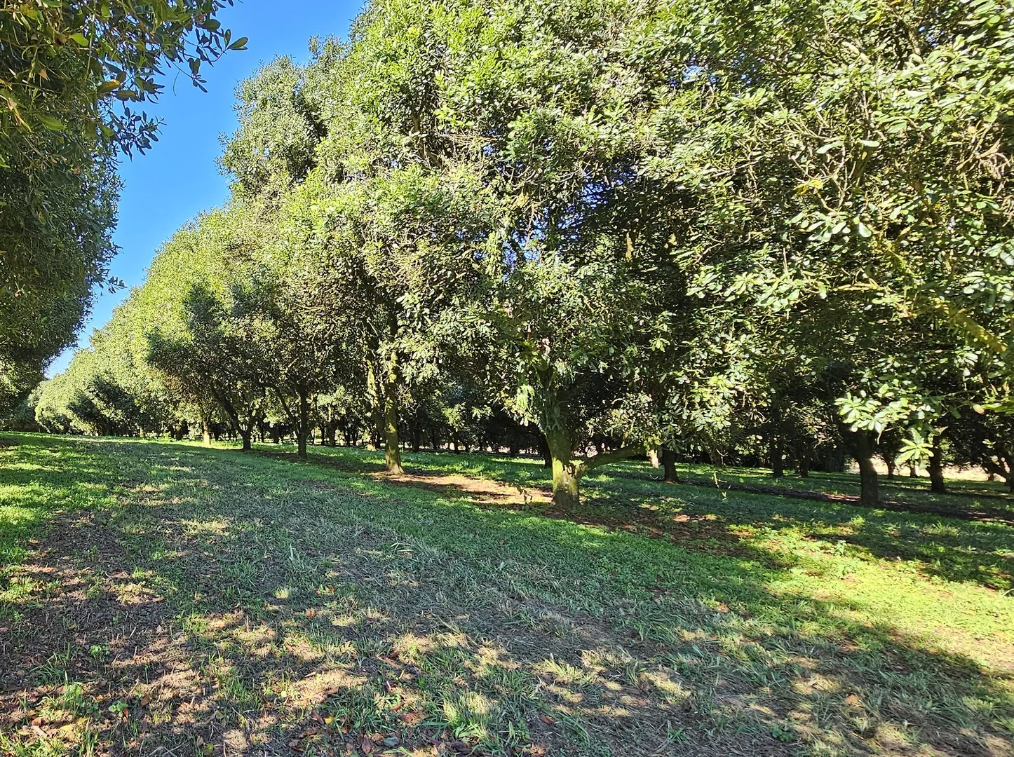 Additional image 11 of 1808 Dunoon Road, Dunoon NSW 2480