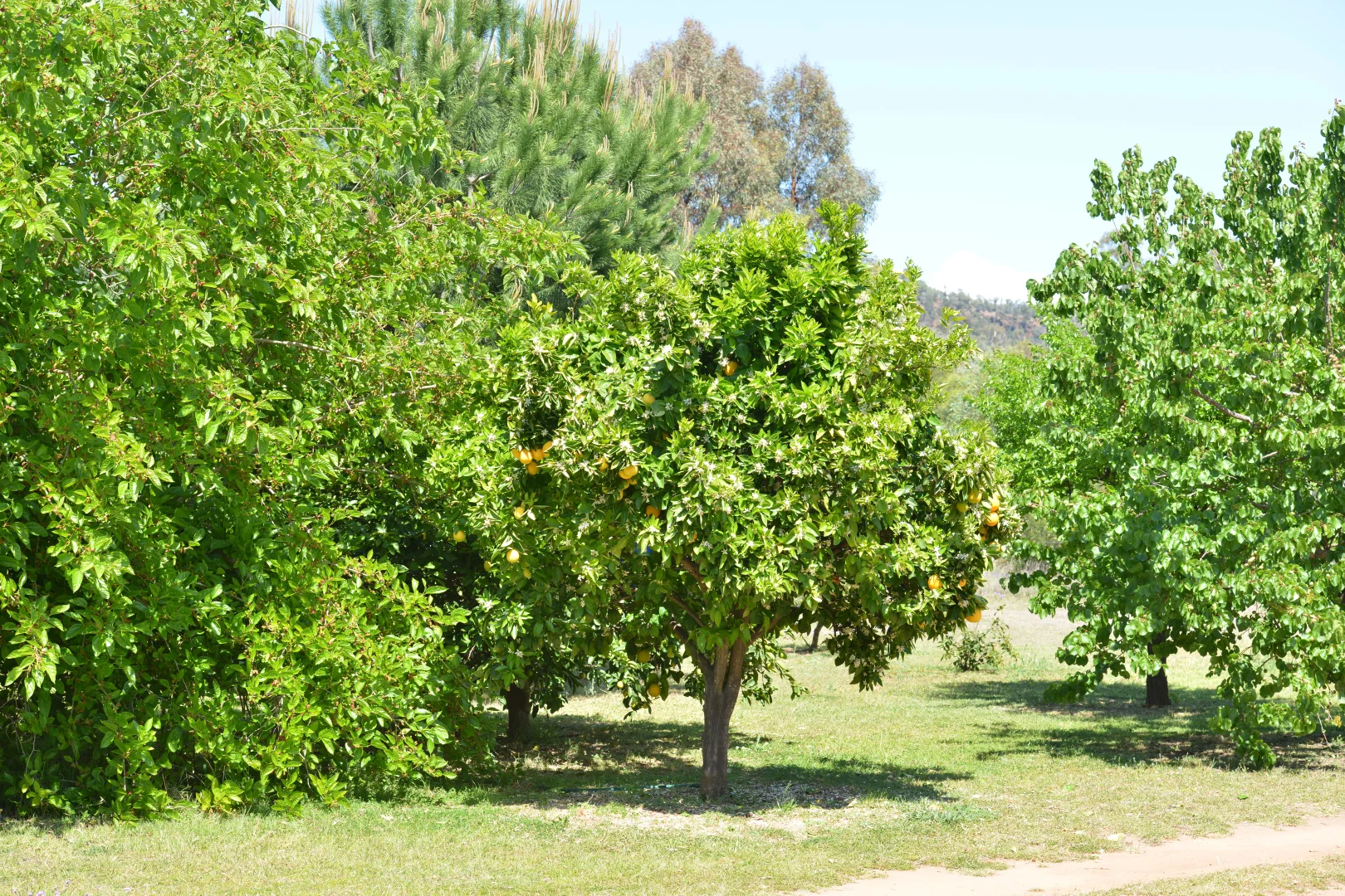 Additional image 22 of 20 Kurrajong Road, Coonabarabran NSW 2357