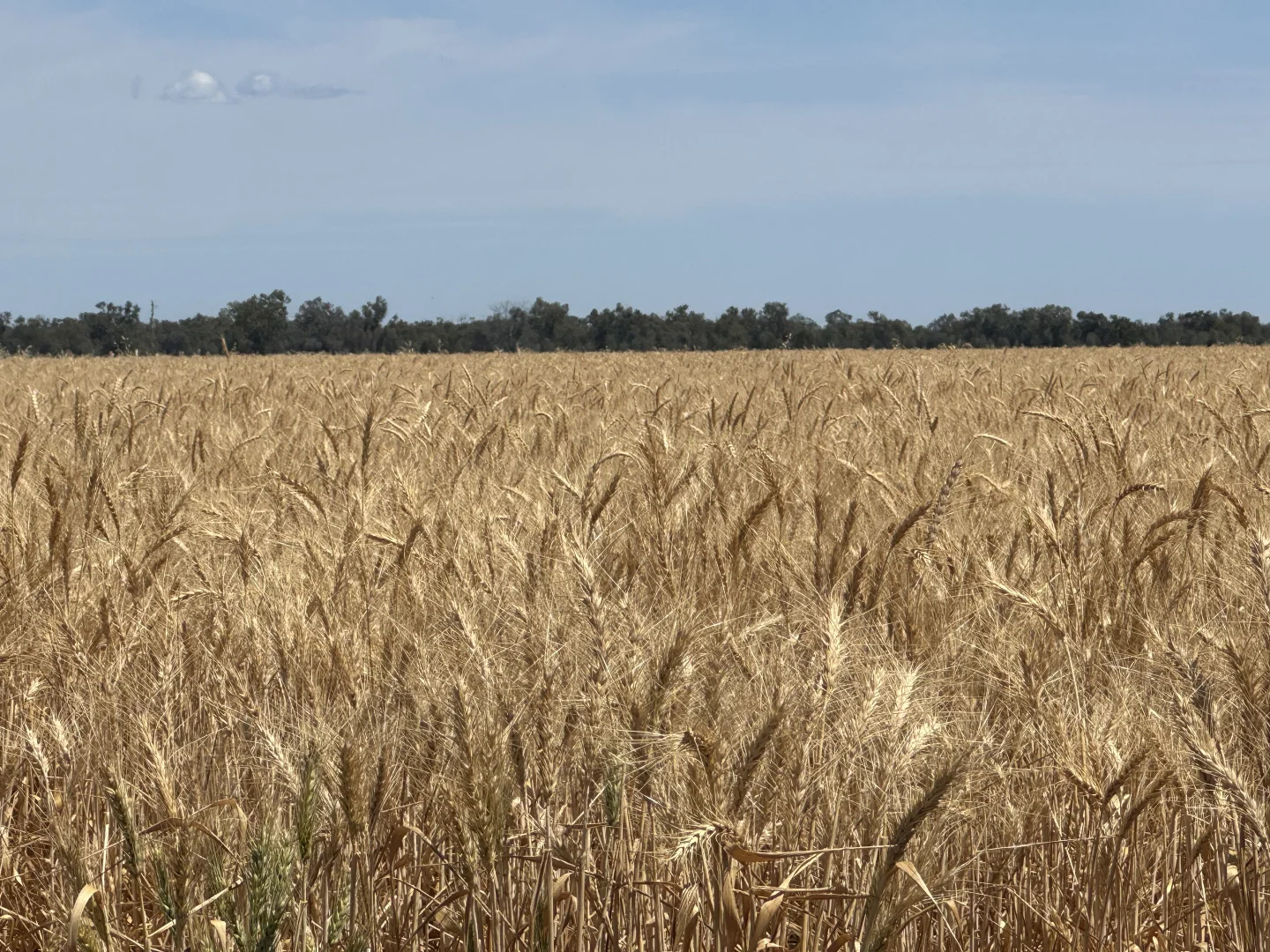 Additional image 4 of 3282 Gungalman Road, Carinda NSW 2831