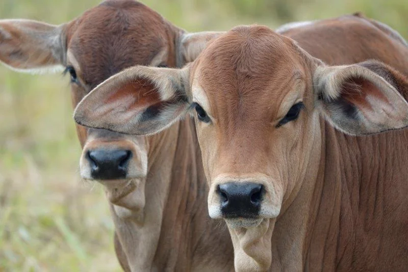 Additional image 10 of 1297 Mossman-Mount Molloy Road, Julatten QLD 4871