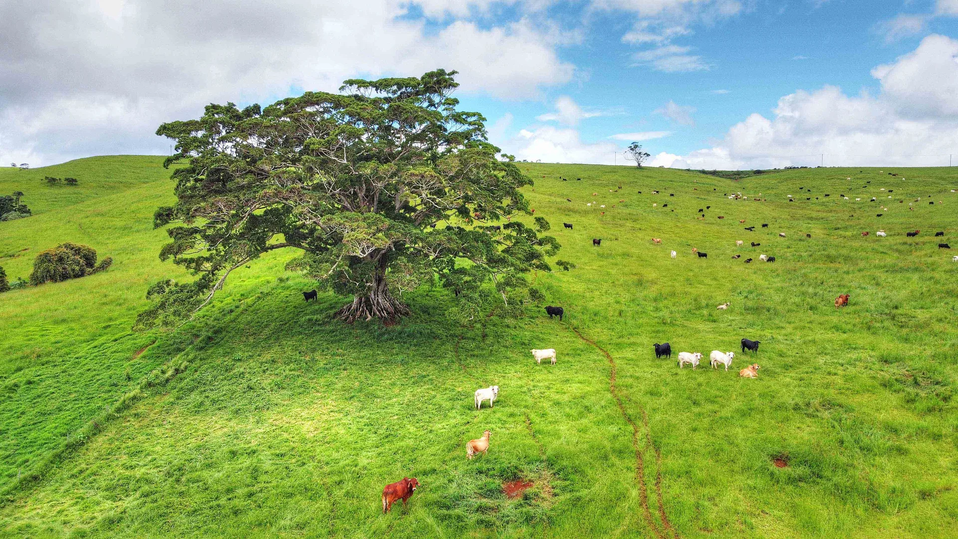 Additional image 5 of Evelyn QLD 4888