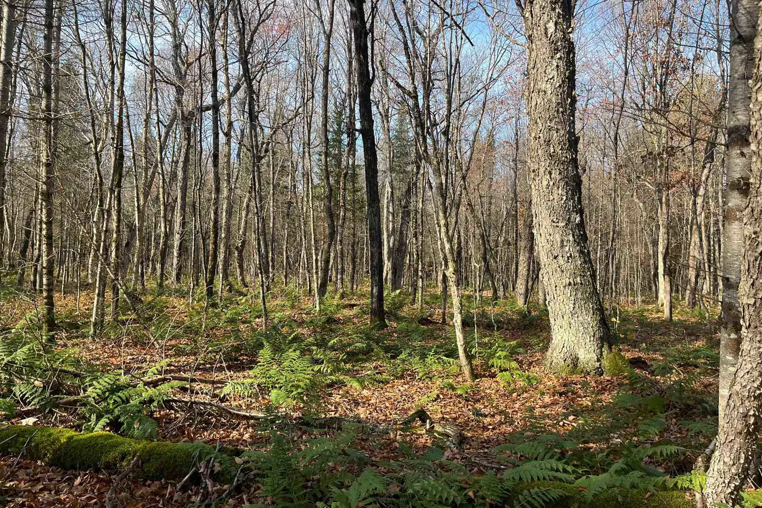 Additional image 18 of 267 & 321 Cardwell Lake Road