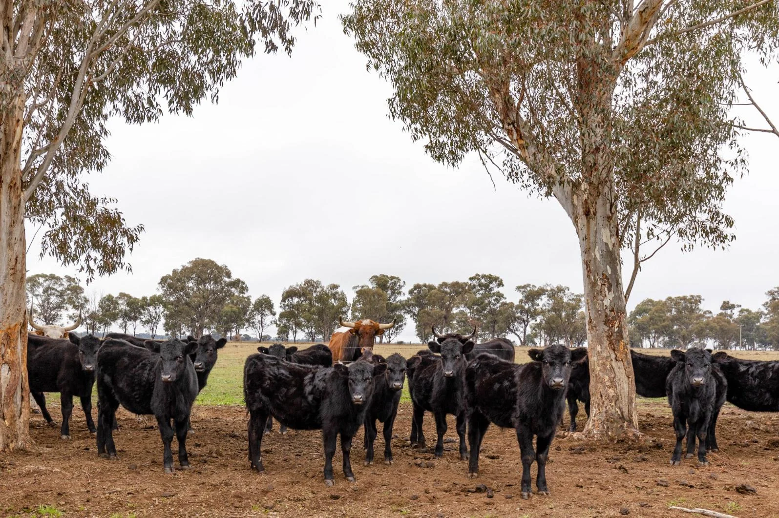 Additional image 14 of 2326 Lockhart The Rock Road, The Rock NSW 2655