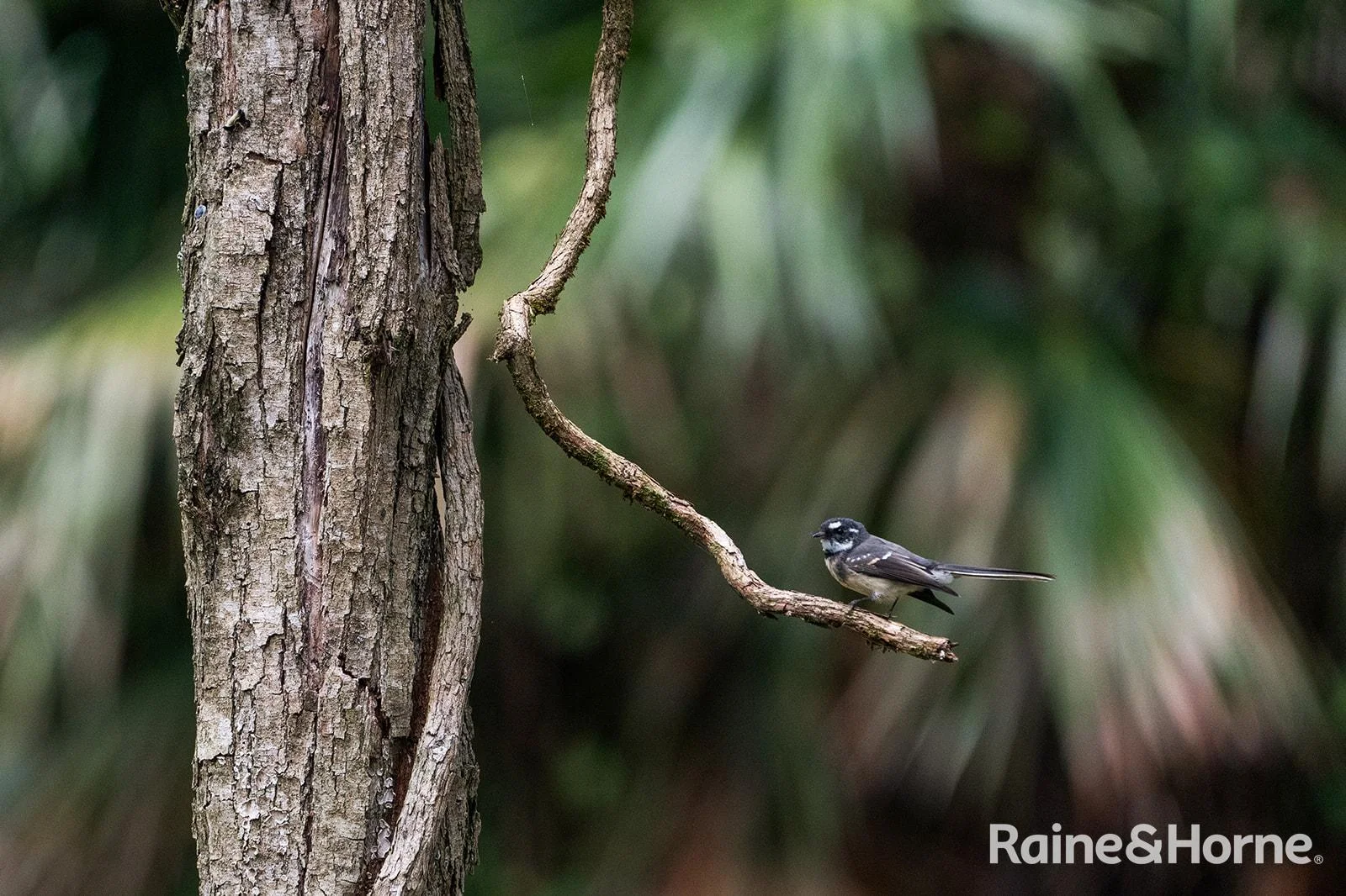 Additional image 8 of Lot 1 Selbys Road, Budgong NSW 2577