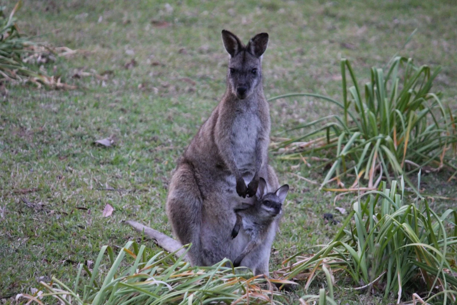 Additional image 30 of 1348C Old Princes Highway, Brooman NSW 2538