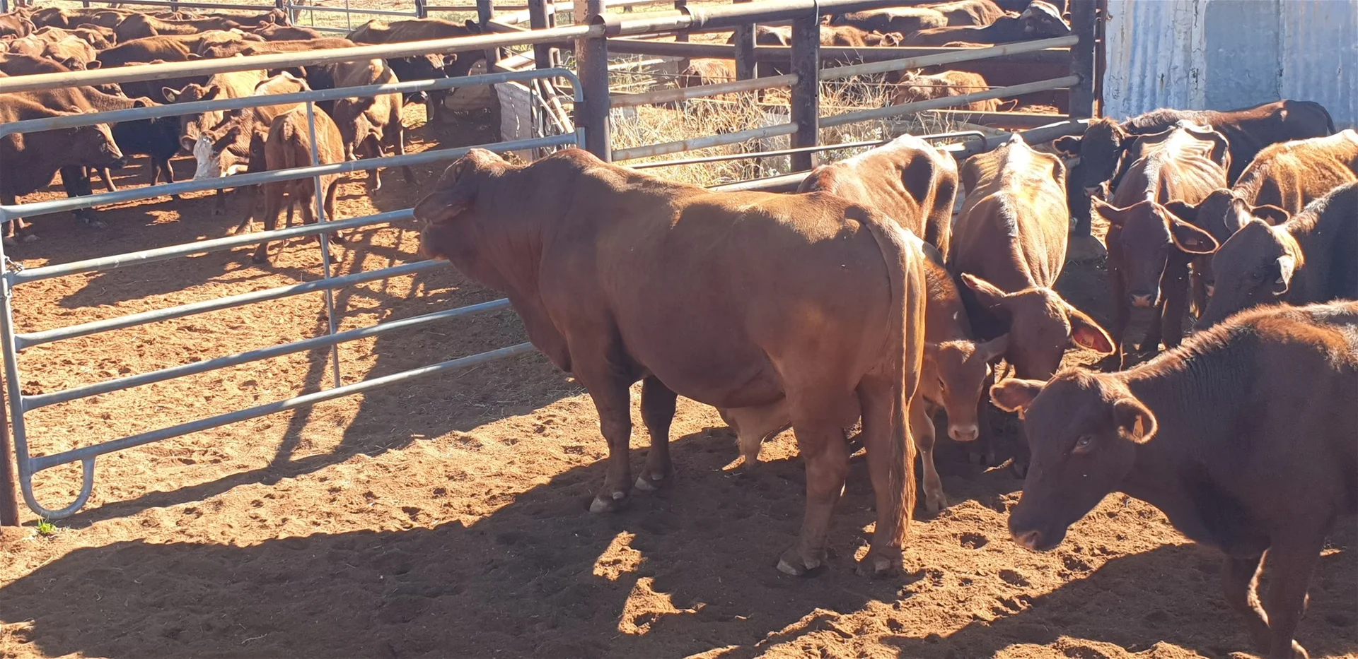 Additional image 16 of Yoothapina Station, Meekatharra WA 6642