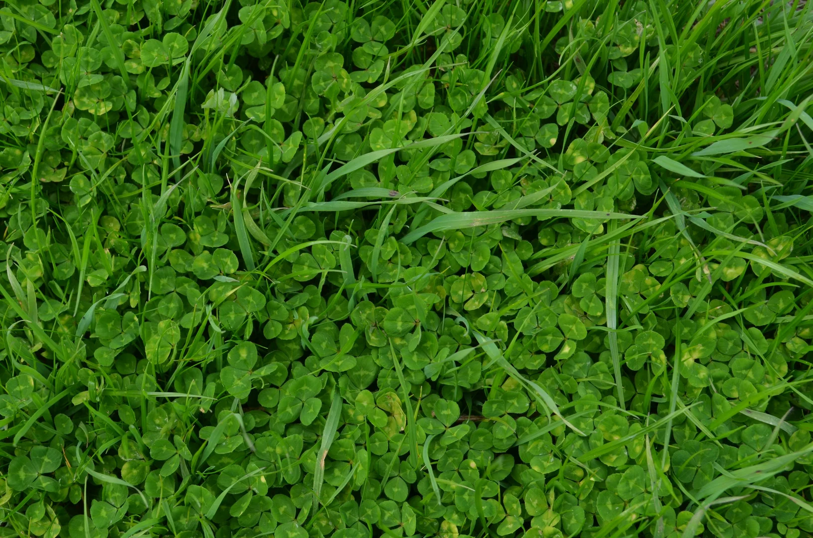 Additional image 4 of Sec 329 Tarcas Road, Frances SA 5262