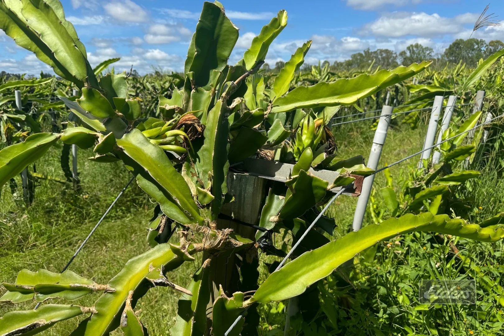 Additional image 13 of 288 Blowers Road, Munna Creek QLD 4570