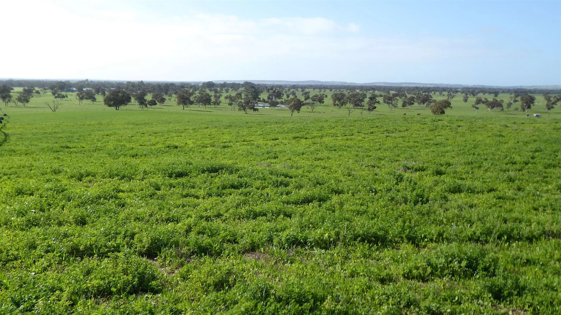 Additional image 3 of 2606 Riddoch Highway, Keith SA 5267