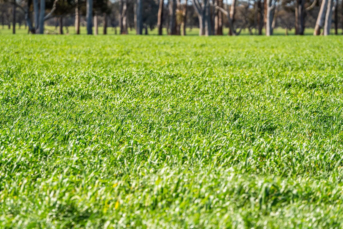 Additional image 6 of 1791 Olympic Highway, Culcairn NSW 2660