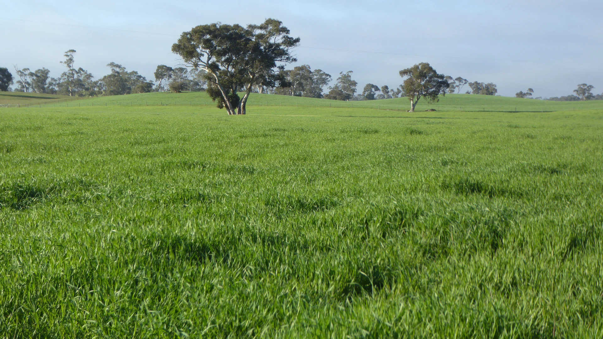 Additional image 4 of "Wyruna" 2989 Naracoorte Road, Western Flat SA 5268