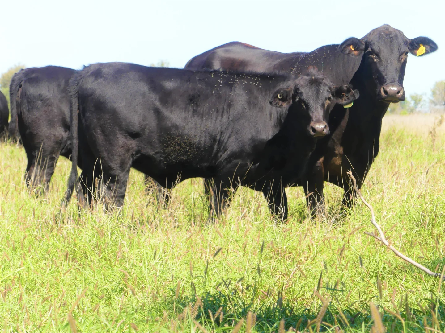 Additional image 16 of "Bonavista" 13724 Mitchell - St George road, Roma QLD 4455