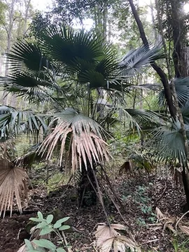 Additional image 13 of 52A Lilly Pilly Lane, Tapitallee NSW 2540