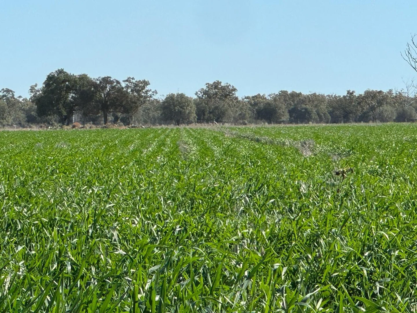 3282 Gungalman Road, Carinda NSW 2831