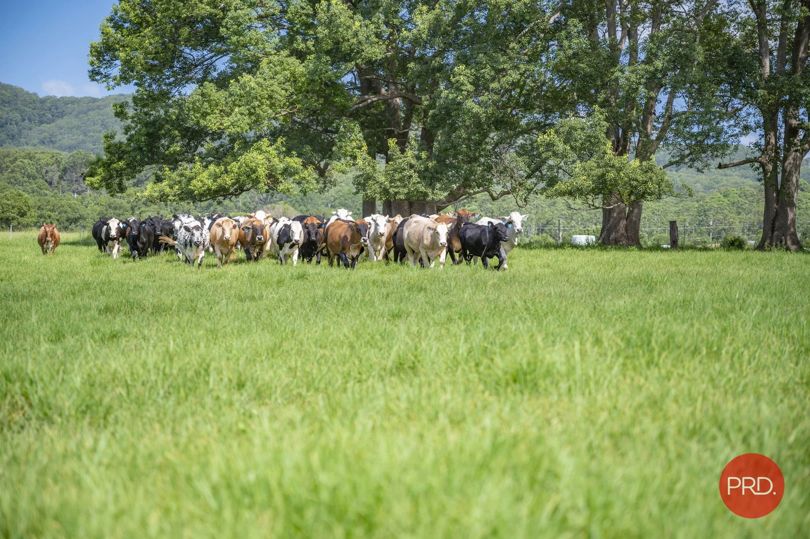 Additional image 26 of 441 Eastbank Road, Coramba NSW 2450