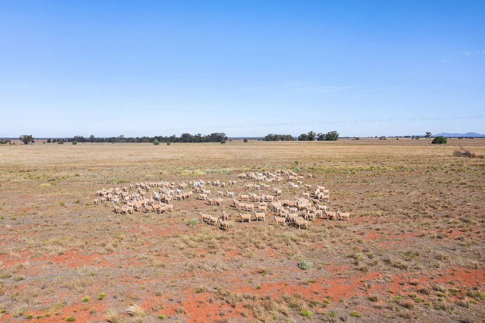 Additional image 12 of 4229 Bobadah Road, Bobadah NSW 2877