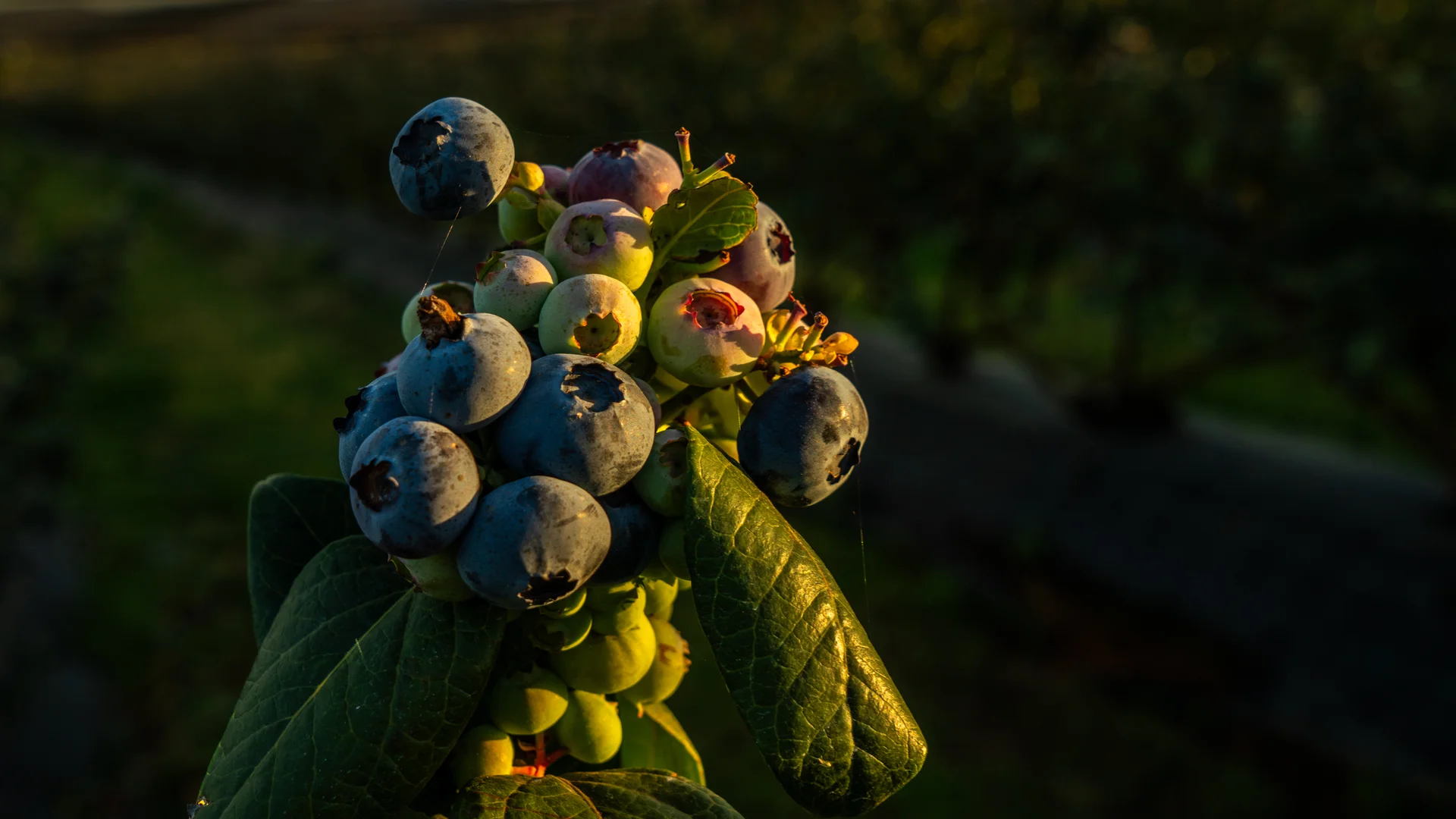 Additional image 18 of 991 Tabulam Road, Jacksons Flat NSW 2469