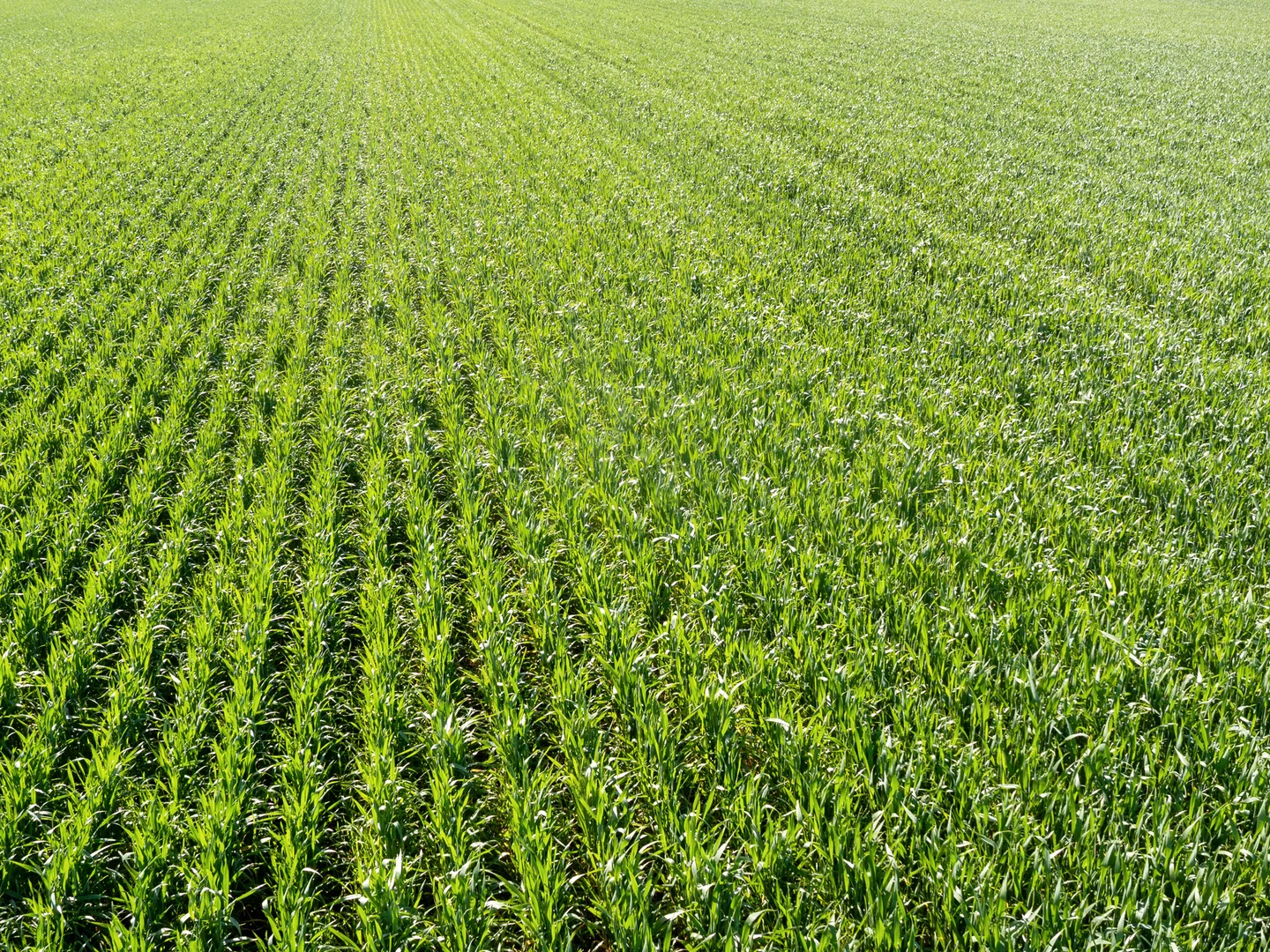 Additional image 5 of Section 345 & 346, Brinkworth SA 5464