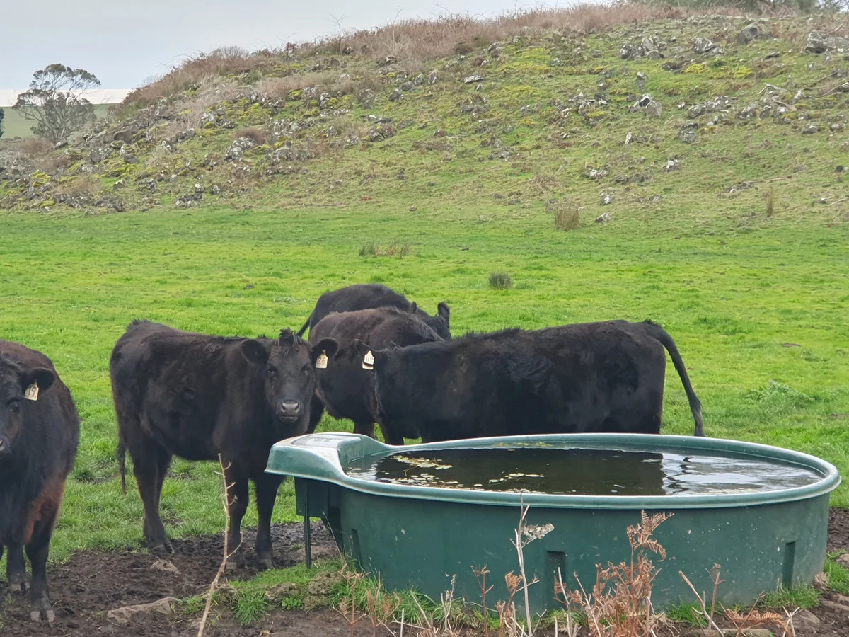 Additional image 7 of 546 Koallah Pomborneit Road, Koallah VIC 3260